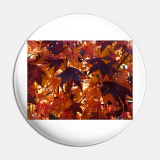 Red Autumn leaves backlit by the rising sun Pin