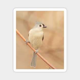 Tufted Titmouse with soft out of focus background Magnet