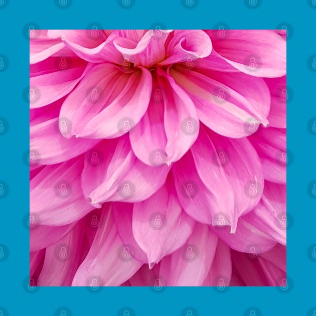 Hot Pink Dahlia Close Up Flower by ellenhenryart