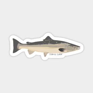 Salmo salar cartoon Magnet