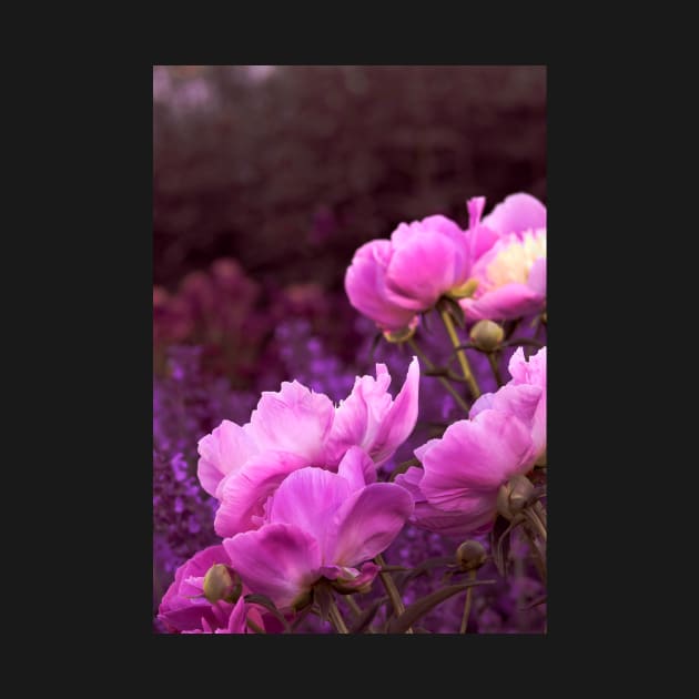 Peony Night by Amalus-files