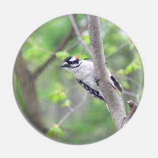 Michigan Downy Woodpecker Pin