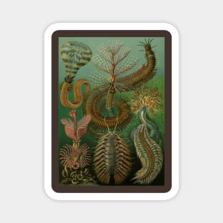 Annelids Chaetopoda by Ernst Haeckel Magnet