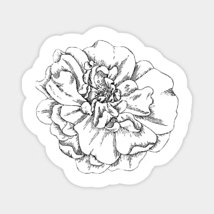 Black and White Rose Magnet