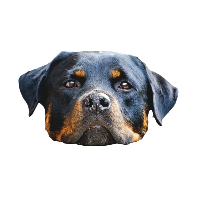 The Rottweiler the best dog for you by Hujer