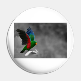 Beautiful brightly coloured Eclectus parrot Pin