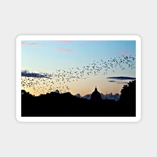 Murmuration Starlings Flock Birds Sunset Rome Italy Magnet