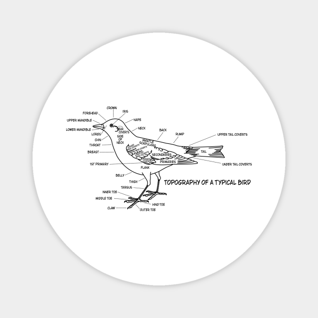 Bird Watcher Ornithology Birds Study Anatomy Diagram ...
