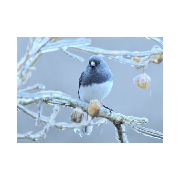 Junco  ~ after the ice storm by LaurieMinor