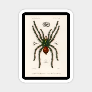 Pinktoe tarantula (Mygalomorphae) illustrated by Charles Dessalines D' Orbigny (1806-1876 Magnet