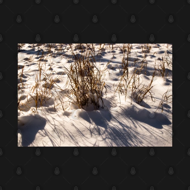 Snow covered grasses by CanadianWild418