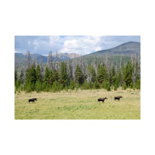 Moose in Rocky Mountain National Park T-Shirt