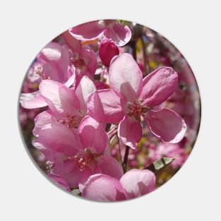 Pink Apple Blossoms in Spring Pin