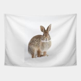 Eastern Cottontail rabbit Tapestry