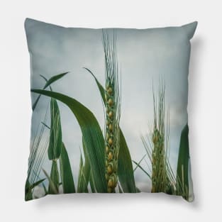 wheat crop Pillow