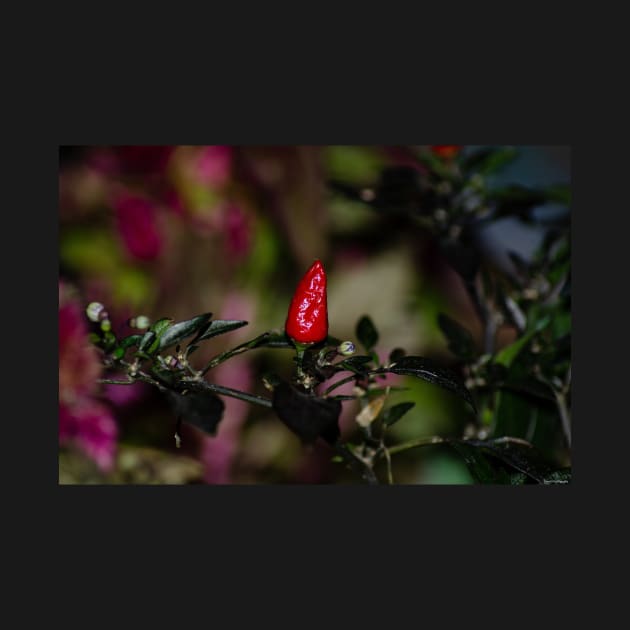 Chili Pepper by srosu