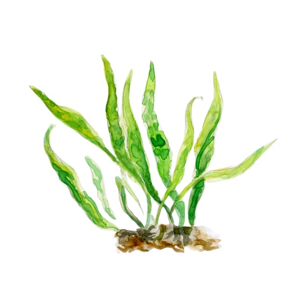 Aquarium Plants Series Java Fern by yodelbat