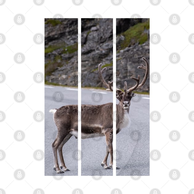 Wonderful landscapes in Norway. Nord-Norge. Beautiful reindeer watching me going to Nordkapp (vertical) by fabbroni-art