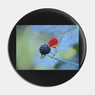 Wild Blackberries ~ ripened and ripening... Pin