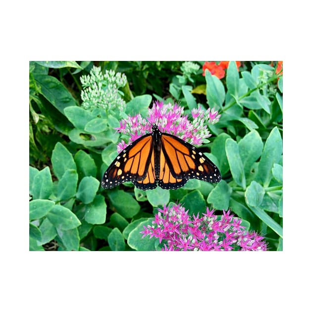 Monarch Butterfly Solo by KT