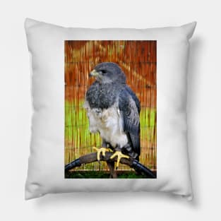 Chilean Eagle Black Chested Buzzard Pillow