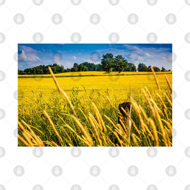 Summer Wheat Field 3 by Robert Alsop