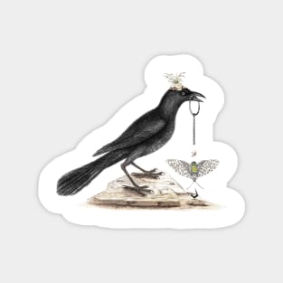 Crow pulls the pin. The darker side of nature. Magnet