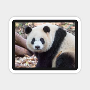 Great Panda Stare Magnet