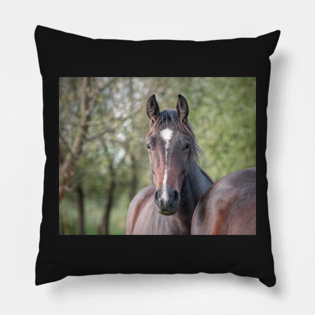 I was sold Pillow by hton