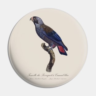 Dusky Parrot / Femelle du Perroquet a Camail Bleu - 19th century Jacques Barraband Illustration Pin