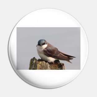 An Extremally Good-Looking Tree Swallow Pin