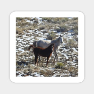 Wild horses, wildlife, gifts, desert, Arizona Magnet