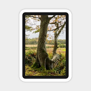 Autumn Tree Landscape Scene Magnet