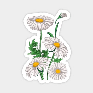 Daisies Chamomile Marguerites Bouquet Vintage Daisy Flower Magnet