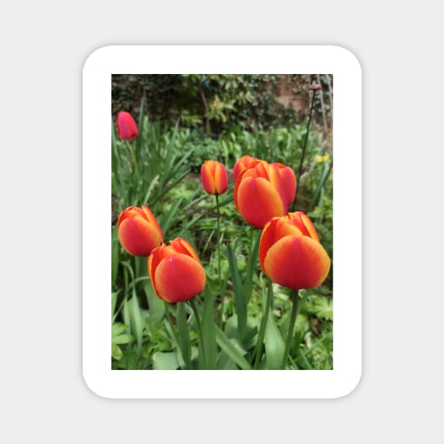 Tulips Magnet by Gourmetkater