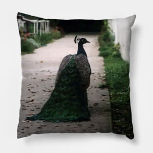 Peacock Path Pillow