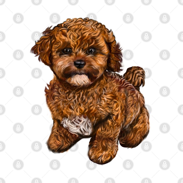 Cavapoochon Cavapoo Cavoodle - Lucky the cute  cavalier King Charles spaniel Bichon frise by Artonmytee