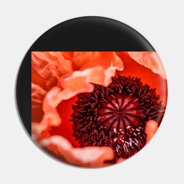 Pink oriental poppy close-up Pin by blossomcophoto