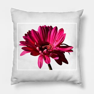 Gerbera Pillow