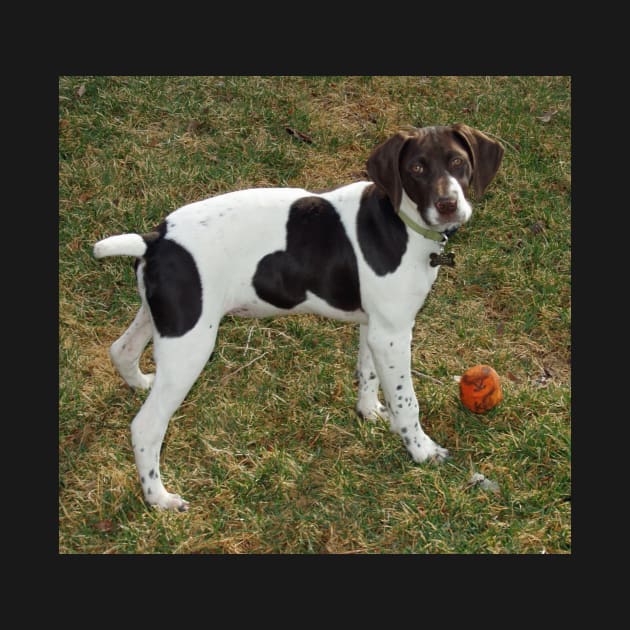 german shorthaired pointer liver and white puppy with toy by Wanderingangel