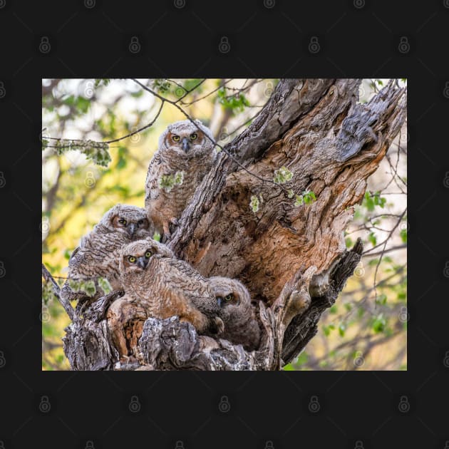 Four Great Horned Owlets at the Nest by jbbarnes