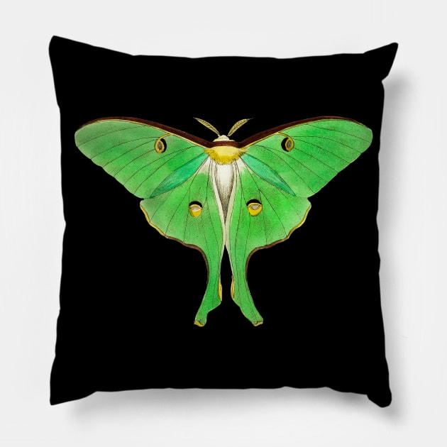 Luna Moth Pillow by Heartsake