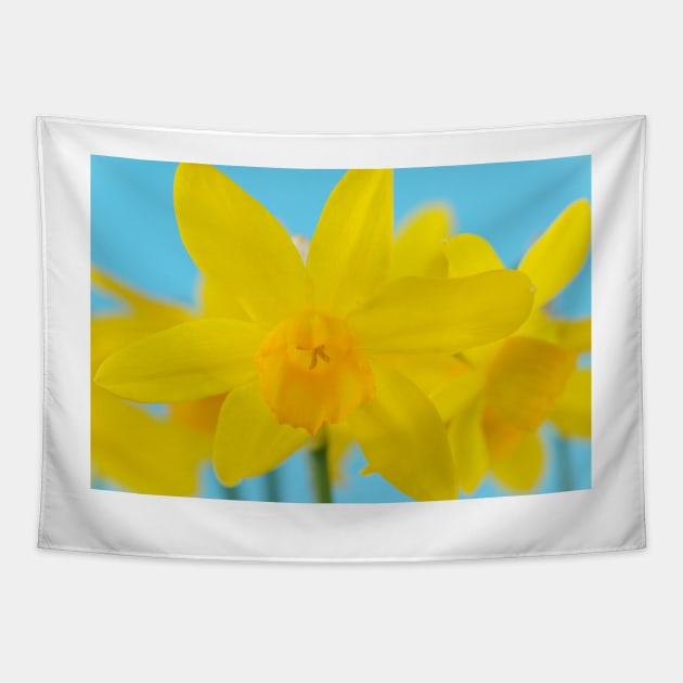 Narcissus  &#39;Puppet&#39;  Daffodil  Division 5  Triandrus Tapestry by chrisburrows