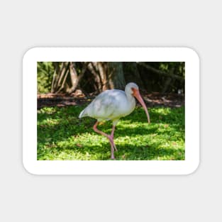 Hopping White Ibis Magnet