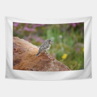 American pipit (Anthus rubescens) Tapestry