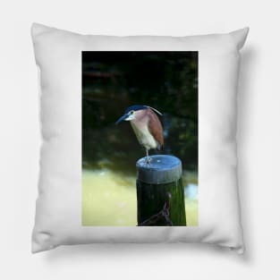 Rufous Night Heron Pillow