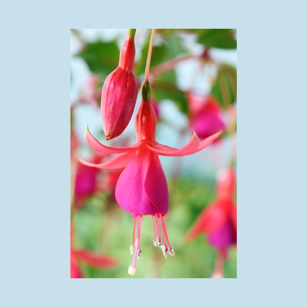 Fuchsia &#39;Pink Fizz&#39; by chrisburrows