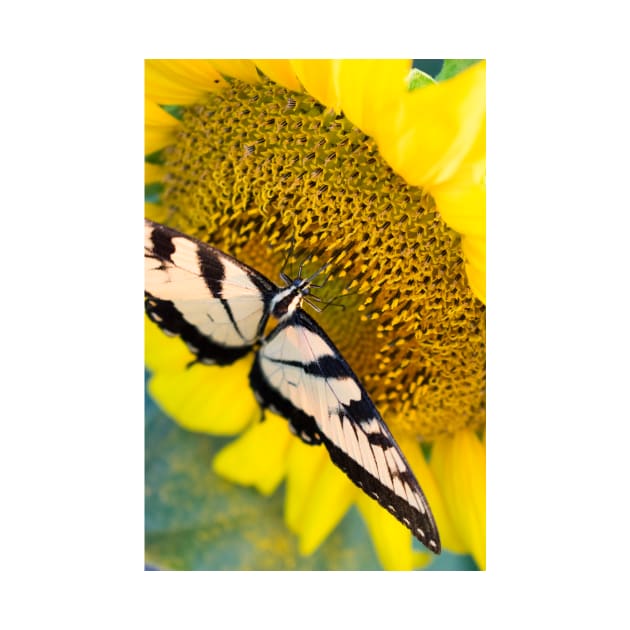 Butterfly on a sunflower by searchlight