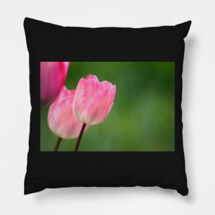 Pink tulips blossom close up, spring floral photo Pillow