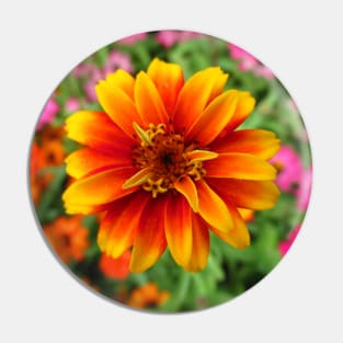 blooming flowers, garden, blooms, meadow Pin